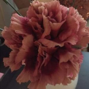 Meet your Posher, Eun mee